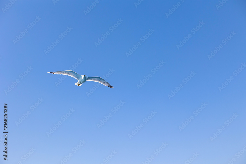Obraz premium Seagull gull flying, Blue sky. Overcoming adversity