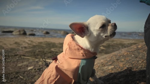 Dog interacts with person on the beach during sunny afternoon