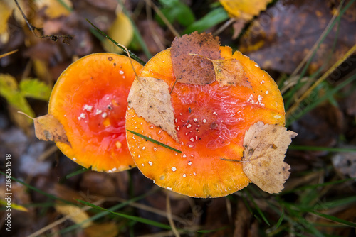 Foto The red fly agaric grows in its natural habitat.