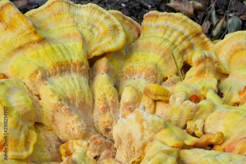 Quadro su tela Vibrant colorful closeup on a large cream yellow colored sulphur shelf mushroom,