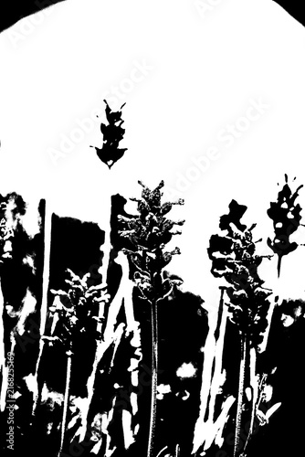 Cuadro en lienzo Pop-Art-Illustration von Lavendelblüten und Insekten in starkem Schwarz-Weiß-Kon