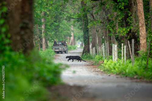 Fotografía Adult melanistic leopard crosses a road at the periphery of a forest with the el