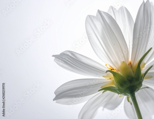 white daisy isolated on white