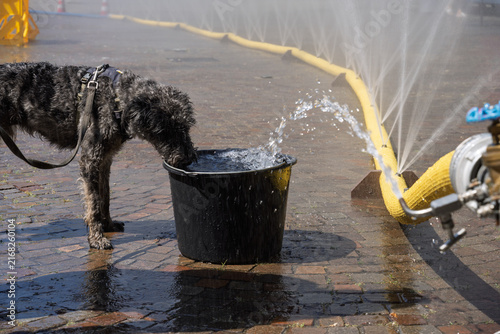 Dog cooling down with water during summer heatwave in Cologne, Germany