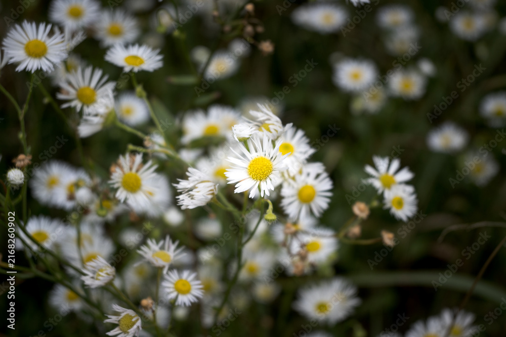 Fototapeta premium Blooming white wildflowers, a wild meadow. 
