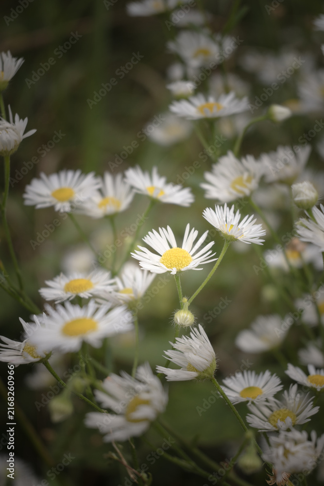 Obraz premium Blooming white wildflowers, a wild meadow. 