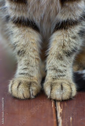 Konstfotografi Close-up of a domestic cat's fluffy striped paws standing on a wooden surface