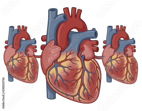 Human Heart Anatomy 3d Render Transparent Background