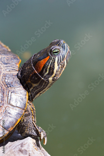 Photography Close-up of a red-eared slider turtle basking on a rock beside calm green water, highlighting its distinctive red marking, striped head, textured shell, and detailed skin