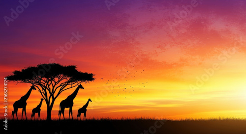 African savannah sunset with silhouetted giraffes and acacia tree against colorful gradient sky symbolizing wildlife and natural beauty of africa.