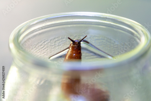 Spanish slug collected in a jar crawls out of a glass jar