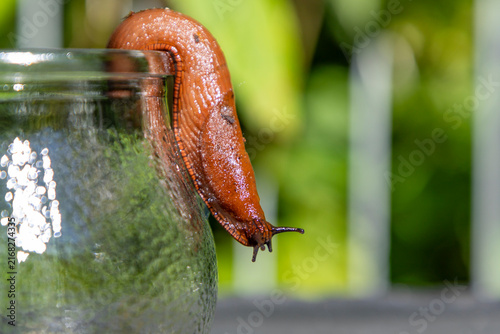 Spanish slug collected in a jar crawls out of a glass jar