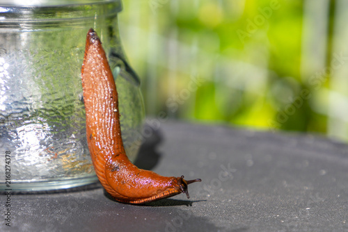 Spanish slug collected in a jar crawls out of a glass jar