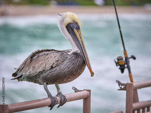 Gone fishing with Brown Pelican bird Pelecanus occidentalis and rod and reel, tropical urban wildlife on pink rails of miami beach pier in florida