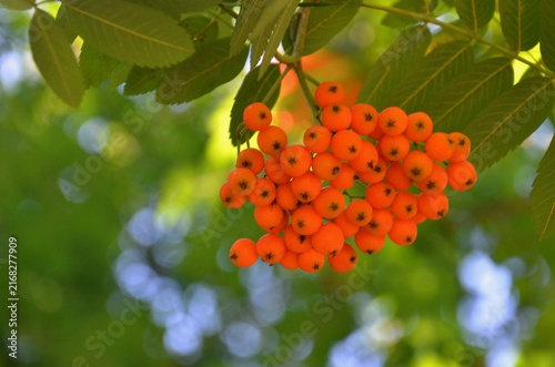 Obraz na płótnie Sorbus aucuparia also known as rowan or mountain ash