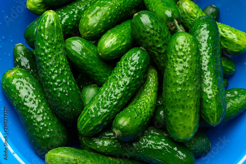Fresh green cucumbers with water drops close up in a blue bowl, top view. Healthy organic vegetables harvest.