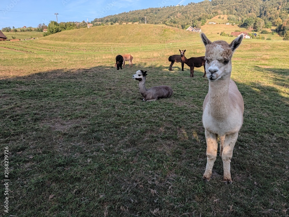 Naklejka premium Herd of alpacas grazing and resting in a sunny green meadow