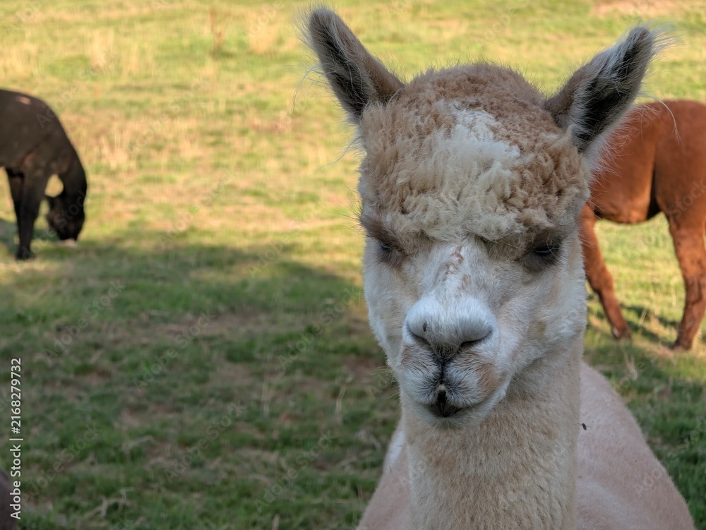 Naklejka premium Close-up portrait of a white alpaca standing in a green pasture