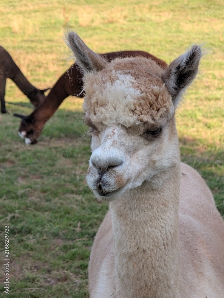 Naklejka premium Close-up portrait of a white alpaca standing in a green pasture