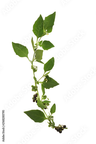 Black nightshade herb plant with berries on white background. Used in herbal medicine under professional care. Highly toxic. Solanceae, atropa belladonna.