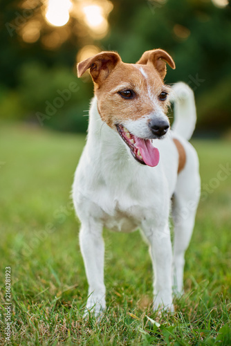 Jack Russell Terrier Panting While Standing on Grass