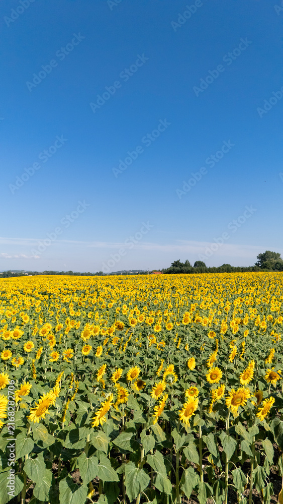 Obraz premium Aerial view and sunflower field