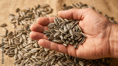 Man Holding Striped Sunflower Seeds in Palm with Seeds Background
