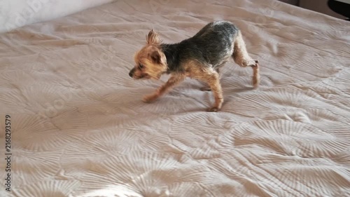 wet yorkshire terrier rubs face on bedspread to restore natural scent after shampoo. dog removes shampoo smell by rubbing on bedspread. natural dog scent returns after rubbing on bedspread