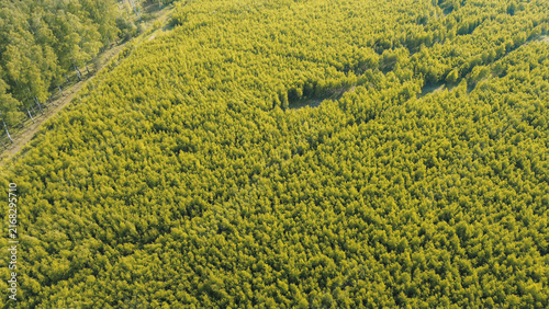 Fotografie Sustainable forestry with newly planted trees