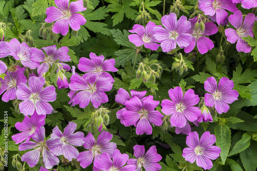 Close-up of pink garden flax flowers. Flowering flowerbed
