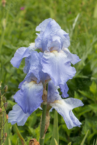 Close-up of blue irises in the garden