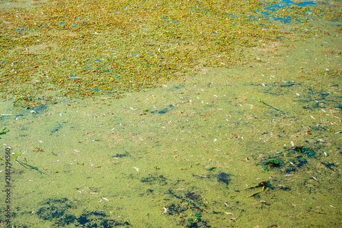 Photography Dense duckweed bloom floating on still water