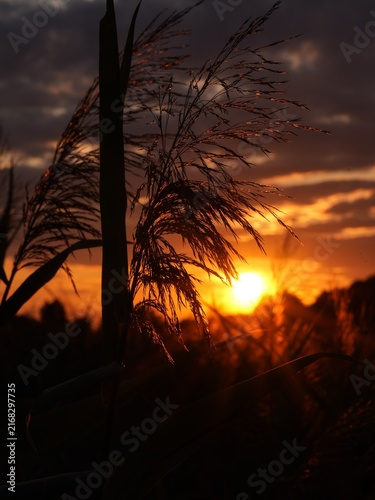 Foto Silhouettes of tall reeds or grass swaying against a vibrant sunset