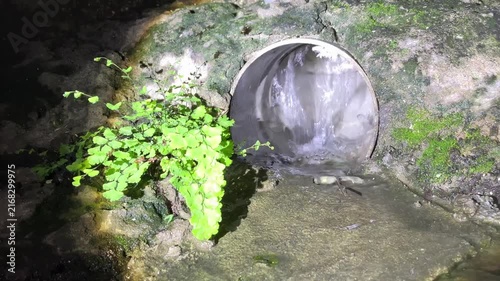 Water flowing from garden hose nozzle with small green plants growing beside it