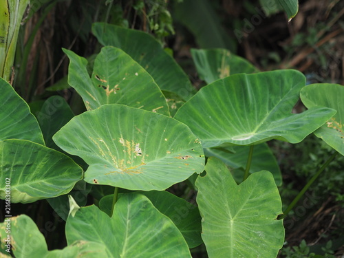 Foto close-up view of large green Taro (Colocasia) leaves growing densely in a natural environment