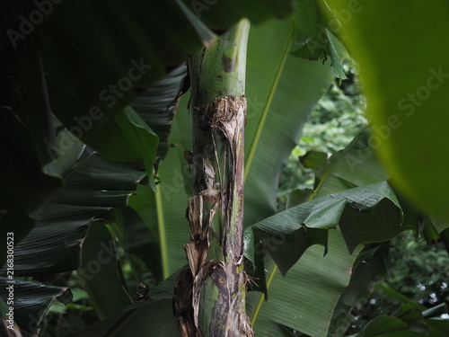 central compositional shot focusing on a banana tree trunk with dry bark layers, surrounded by dense green banana leaves. The contrast between the rough brown stem and smooth green leaves conveys conc