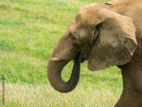 Photography Close-up of a large African elephant grazing in a nature reserve