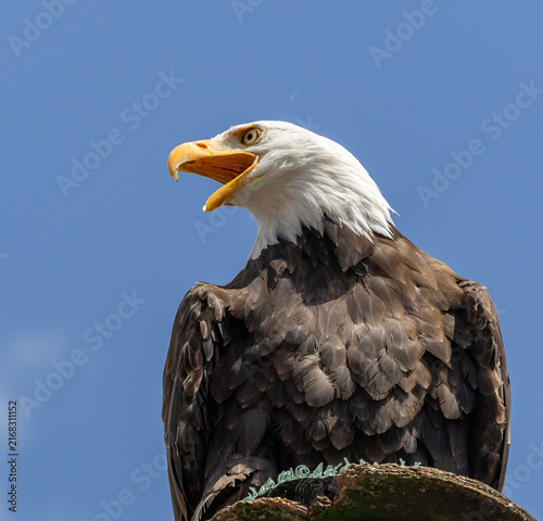 Fotografía Weißkopfseeadler,  bald eagle Haliaeetus leucocephalus aus der Familie der Accip