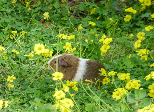 Fotografía Domestic guinea pig (Cavia porcellus) in the garden