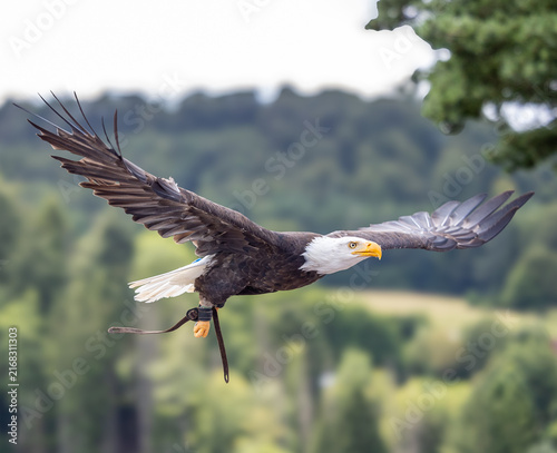 Bild auf Leinwand Weißkopfseeadler im Flug seitlich vor Bäumen in verschiedenen Flugphasen baldeag