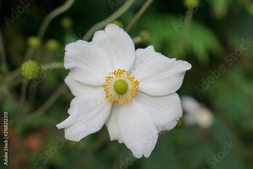Fotografía white anemone flower during late summer early autumn bloom