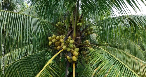 Top view of coconut trees field in the sunrise
