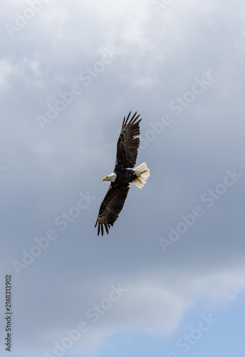 Canvas Print Weißkopfseeadler im Flug am Himmel, Haliaeetus leucocephalus aus der Familie der