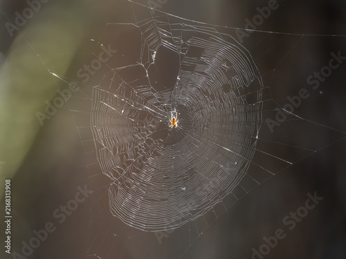 Fotografie Spinne