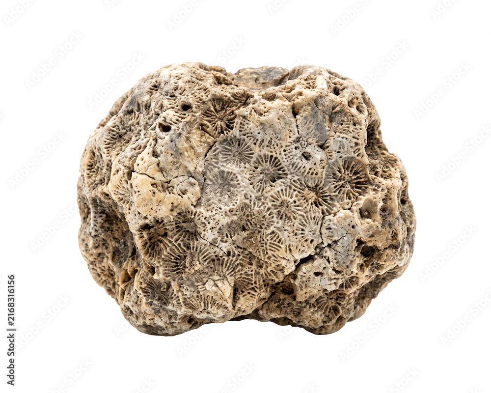 Obraz premium Fossil coral fragment displays intricate patterns against a black background
