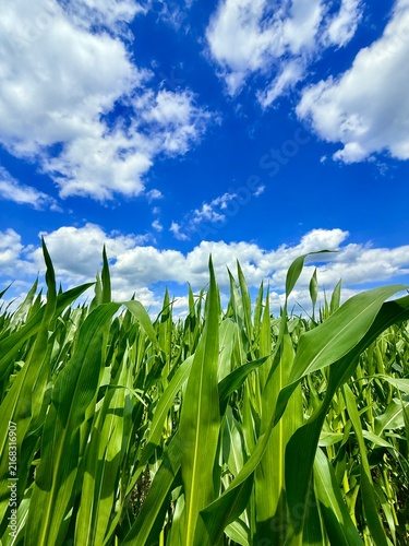 Cornfield at the summer, fresh corn leaves, blue sky with white clouds, natural cornfield