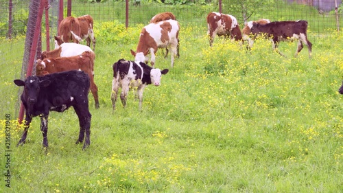 Group of juvenile calves grazing and standing in grassy pasture dotted with dense yellow wildflowers, clustered near rusted metal fence posts and grid wire fence