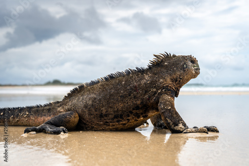 Marine iguana on the sandy shores of Isabela Island, Galapagos Archipelago, Ecuador