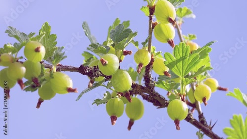 Low-angle close-up of green gooseberries clustered on lichen-covered branch against pale blue sky with focal plane shifts
