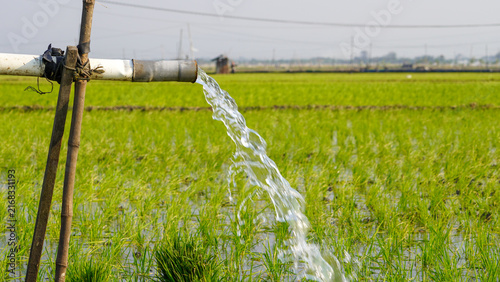Photography Clear groundwater pouring from a PVC pipe system to irrigate vibrant green rice paddy fields